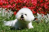 BICHON FRISE 634